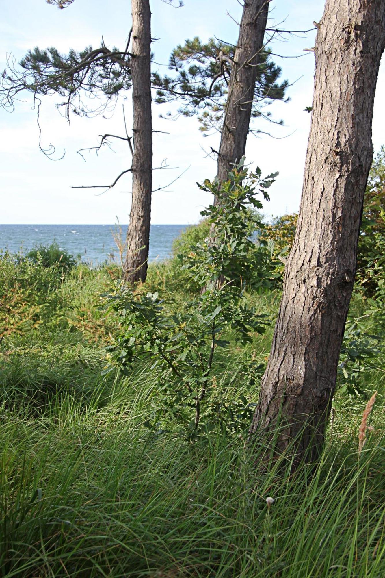 Let'S Sea - 2 Bedroom - Premium Baltic Apartment With Front Sea View Garden And Spa Access Гонски Экстерьер фото